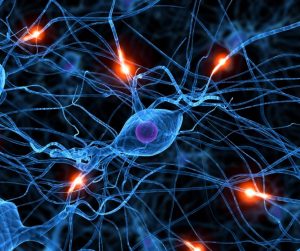 Neurony a paměť